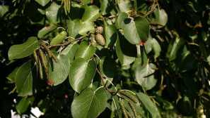 Alder: медицински свойства и приложения в народната медицина